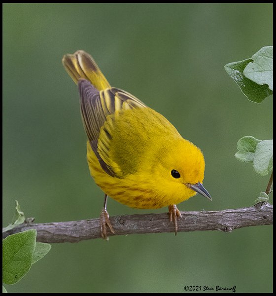 _B216099 yellow warbler.jpg